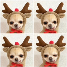 Cute Fruit Dog  Warm Winter  Hoodies  For Small Dogs